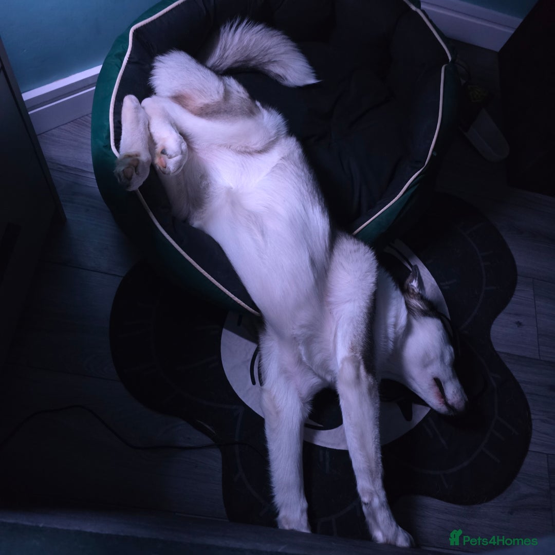 Utonagan dogs for sale: 6 months old Female Husky cross Malamute - Advert 6