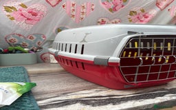 Mini Lion Lop rabbits for sale: New litter mini lion lop rabbits - Image 2