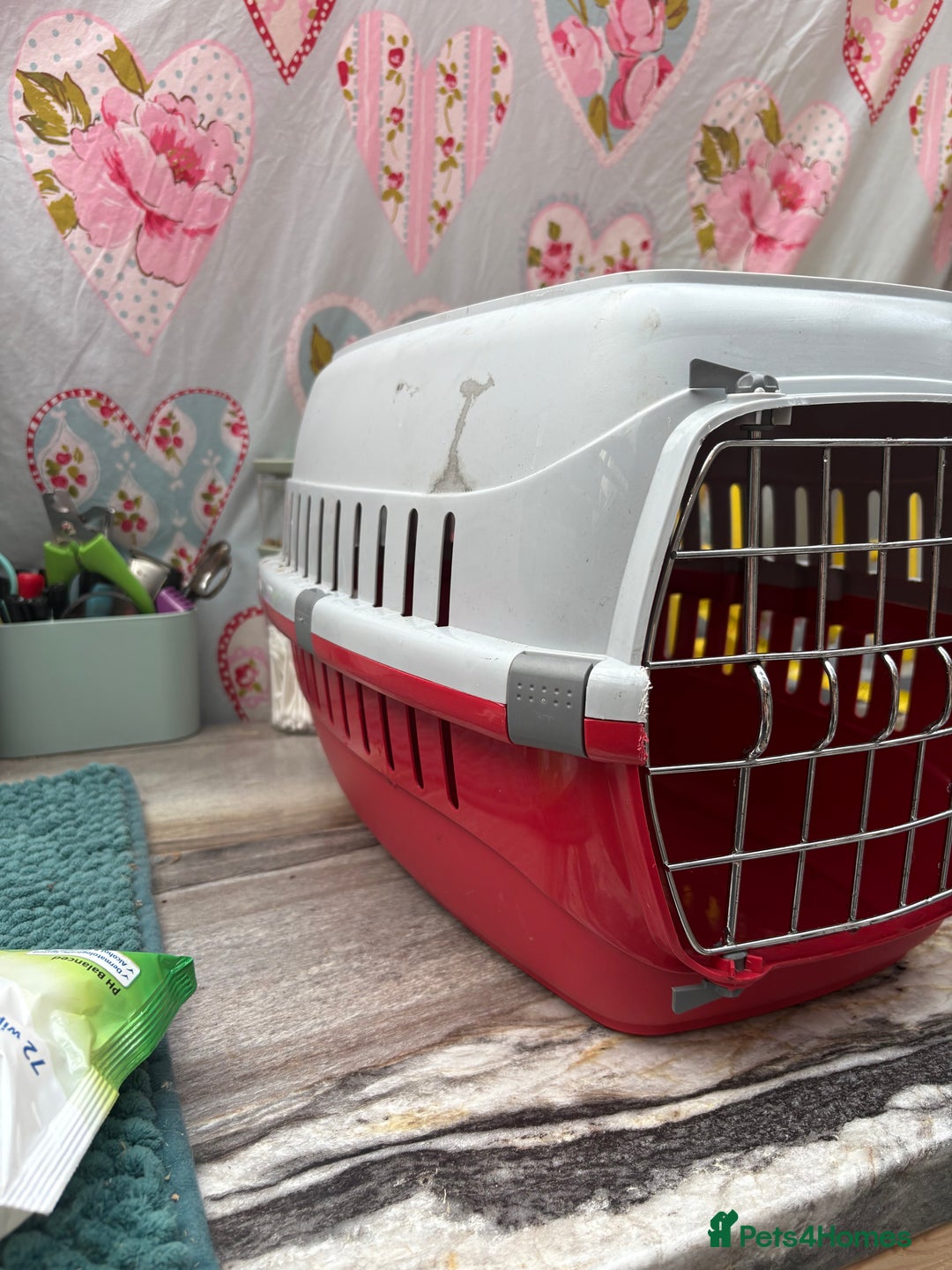 Mini Lion Lop rabbits for sale: New litter mini lion lop rabbits - Image 2