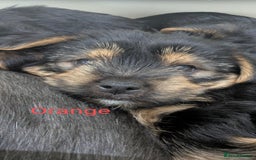 Yorkshire Terrier dogs for sale: Adorable Purebred Yorkshire Terrier Puppies - Image 3