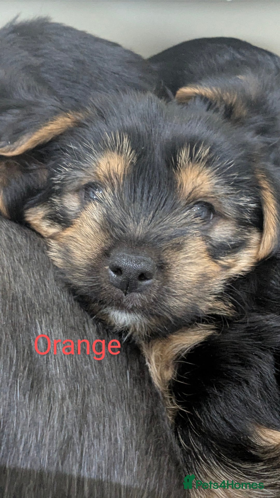 Yorkshire Terrier dogs for sale: Adorable Purebred Yorkshire Terrier Puppies - Image 3