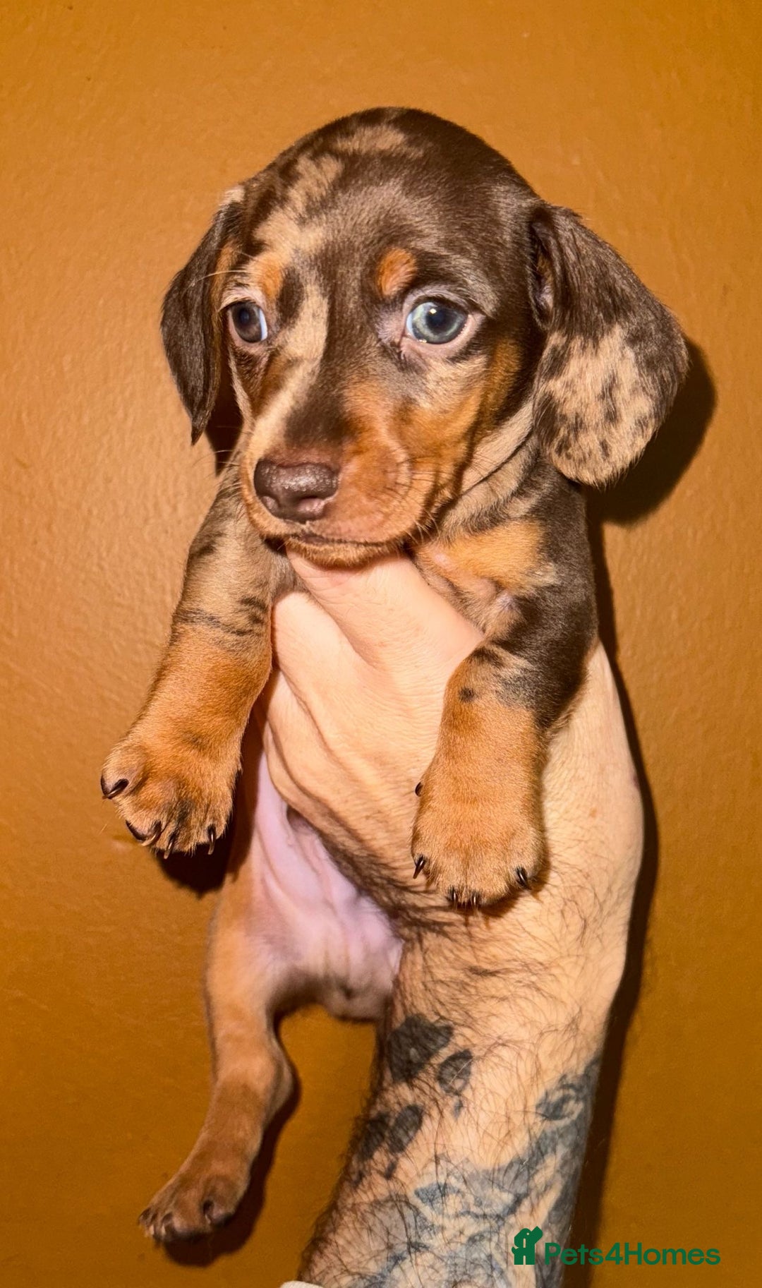 Miniature Dachshund dogs for sale: 🩵🩷Stunning KC Reg Mini Dachshunds🩵🩷 - Image 11
