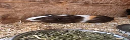 Guinea Pig rodents for sale: Boy baby guinea pigs for sale - Advert 6