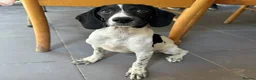 Mixed Breed dogs for adoption: Tiana (Pointer mix) in Coulsdon - Advert 4