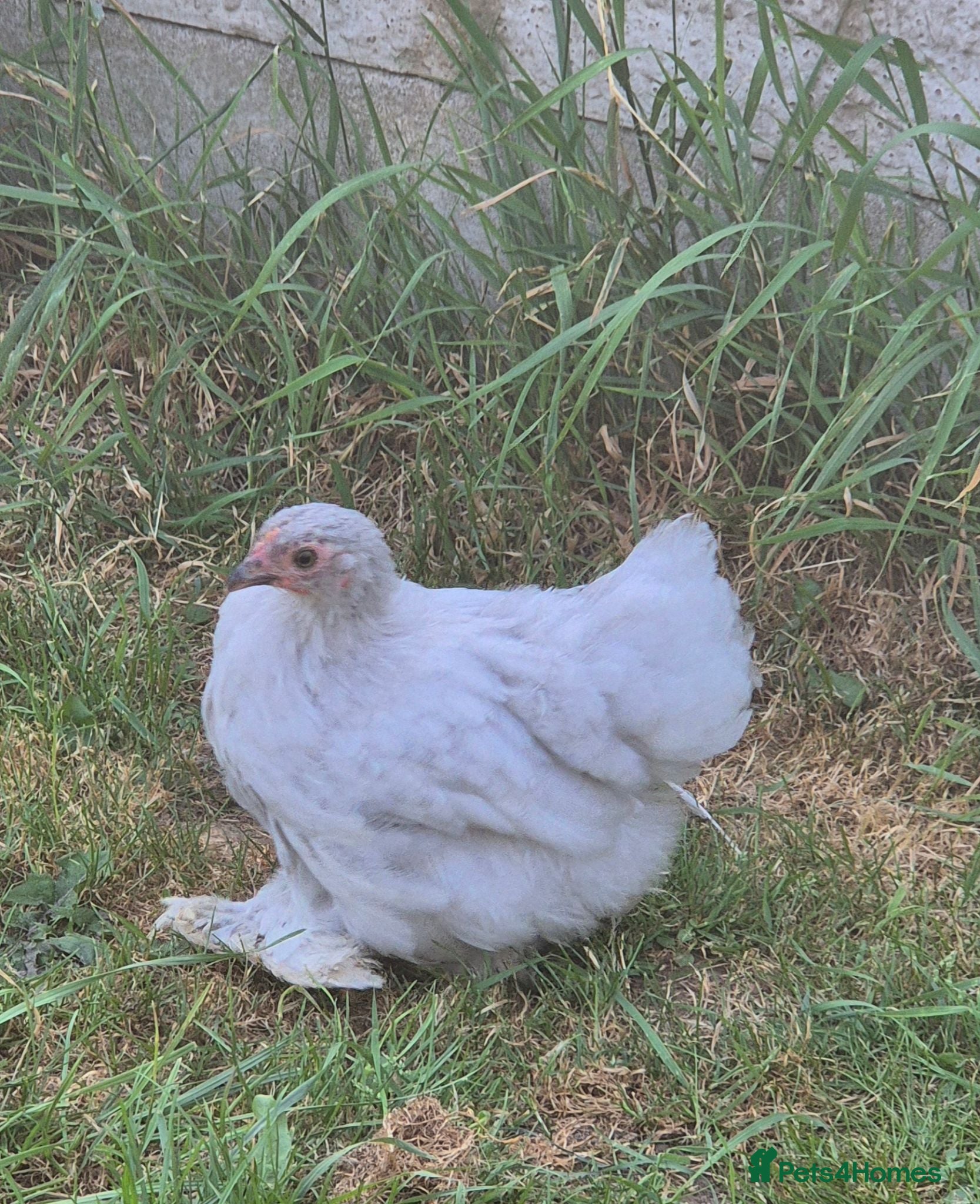 Chickens poultry Pekin chicks / pullets - Advert 5