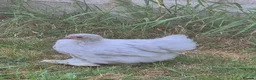 Chickens poultry for sale: Pekin chicks / pullets - Advert 1