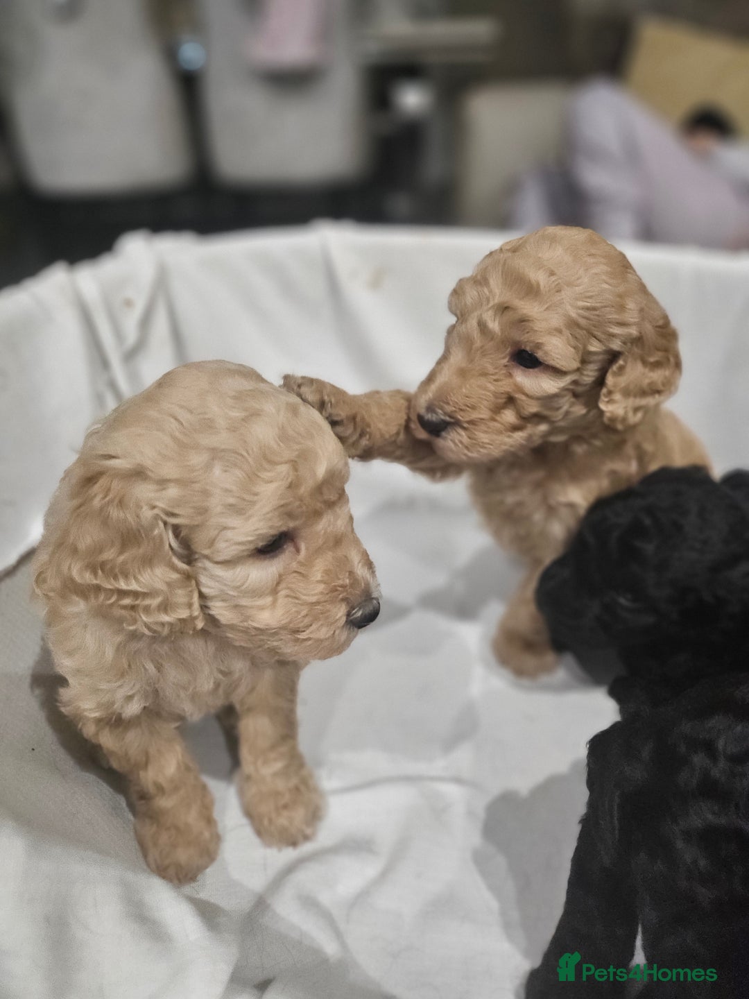 Standard Poodle dogs for sale: Stunning 5* Standard chunky poodle puppies 🐶  - Image 14