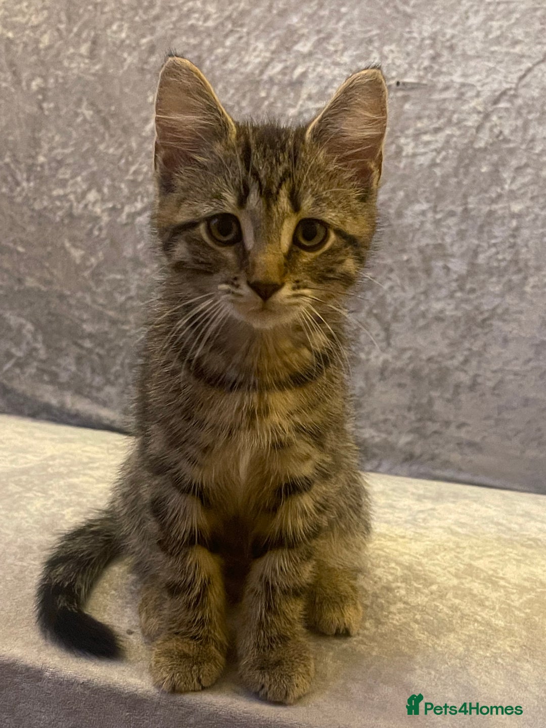Mixed Breed cats for sale: 4 month old male kitten ready to leave - Image 5