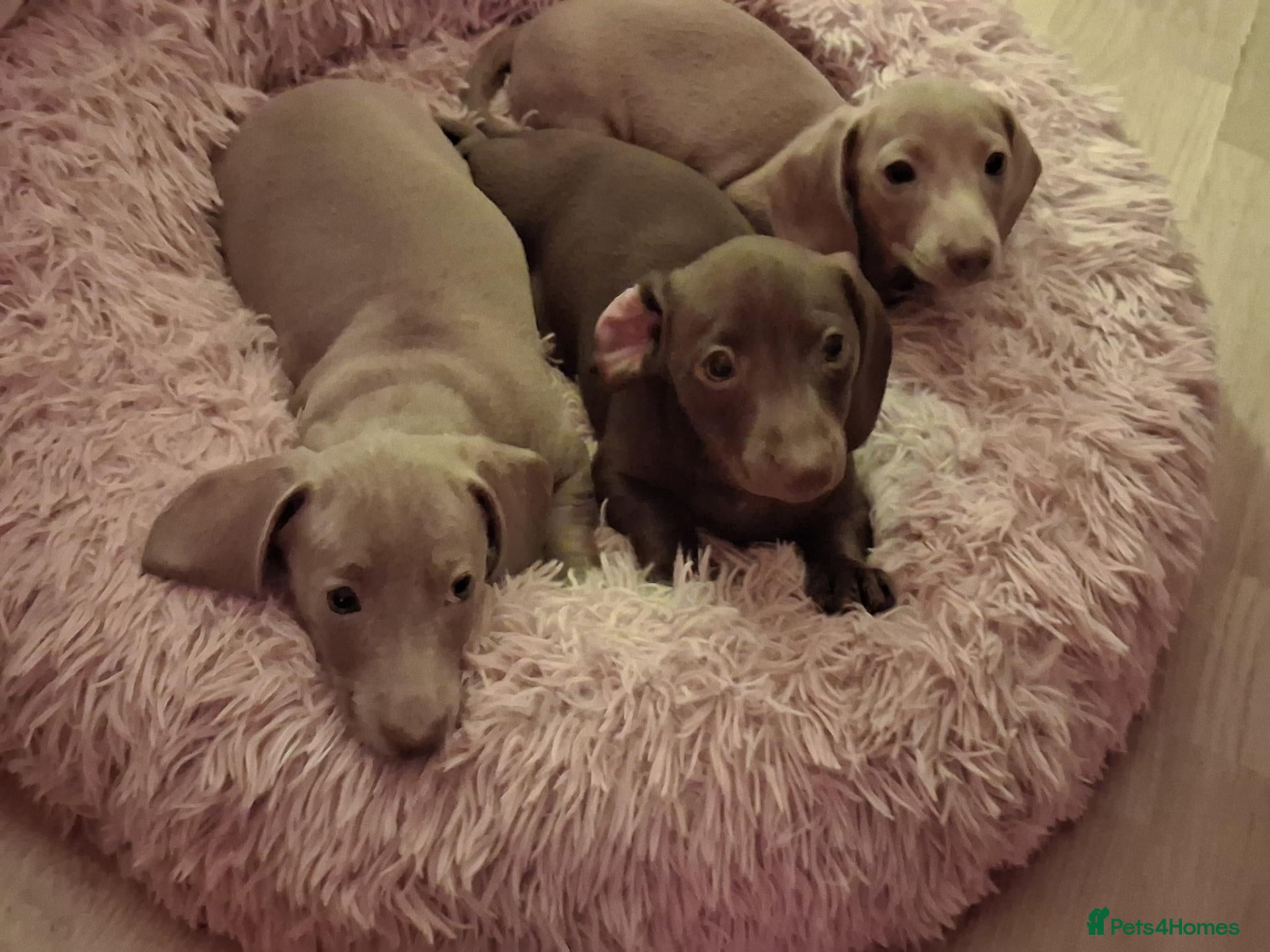 Miniature Dachshund dogs Whitney - Advert 1