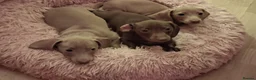 Miniature Dachshund dogs for sale: Whitney - Advert 1