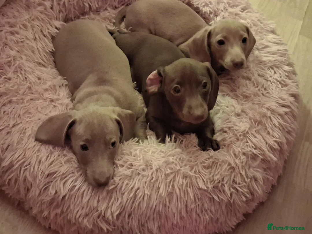 Miniature Dachshund dogs for sale: Whitney - Advert 1