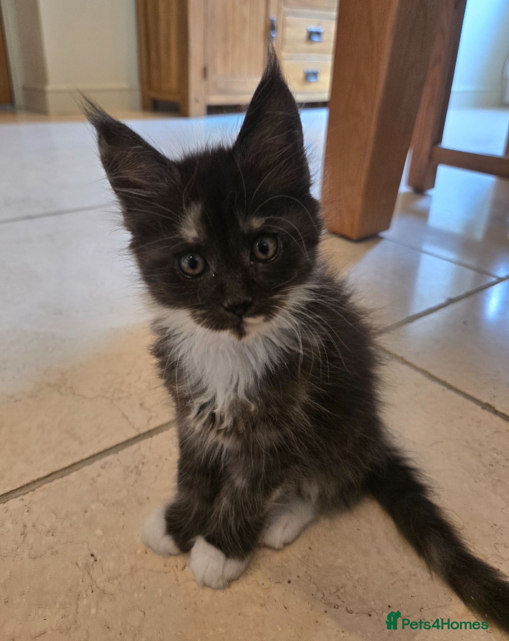 Maine Coon cats GCCF Registered Maine Coon Kittens  - Advert 2