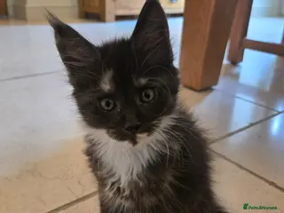 Maine Coon cats GCCF Registered Maine Coon Kittens - Advert 2