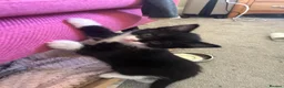 Domestic Shorthair cats for sale: 4 beautiful kittens in Loughborough - Advert 5