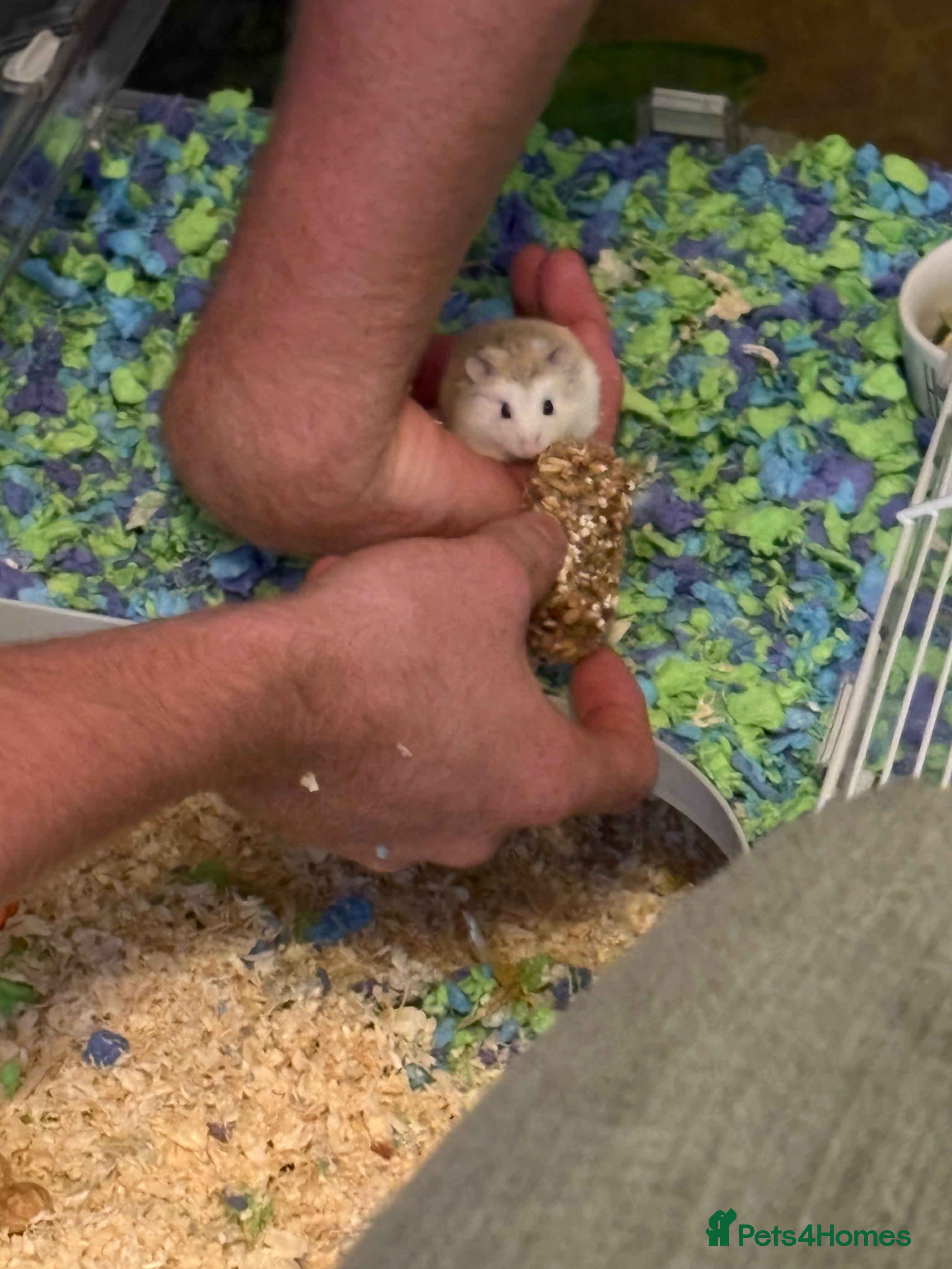 Hamster rodents Dwarf hamster  - Advert 14