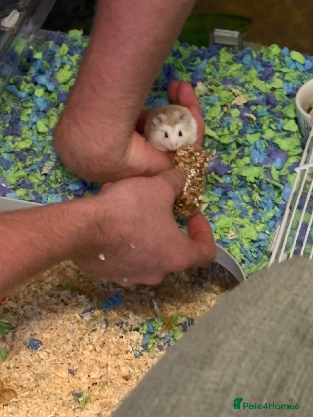 Hamster rodents for sale: Dwarf hamster  in Troon - Advert 3