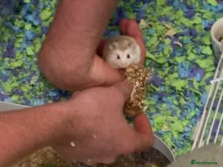 Hamster rodents Dwarf hamster - Advert 14