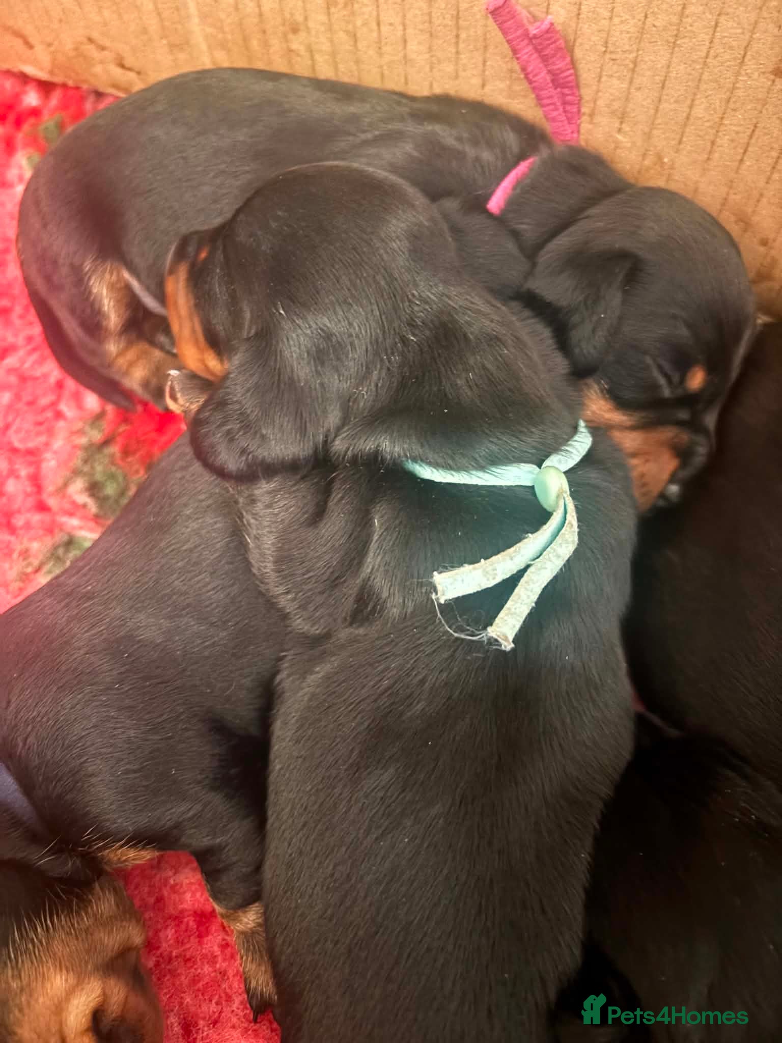 Miniature Dachshund dogs  2 girls left Miniature dachshund puppies  - Advert 9