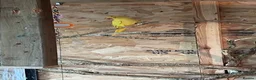 Mixed Breed birds for sale: Mixed Idian Ring necks - Advert 5