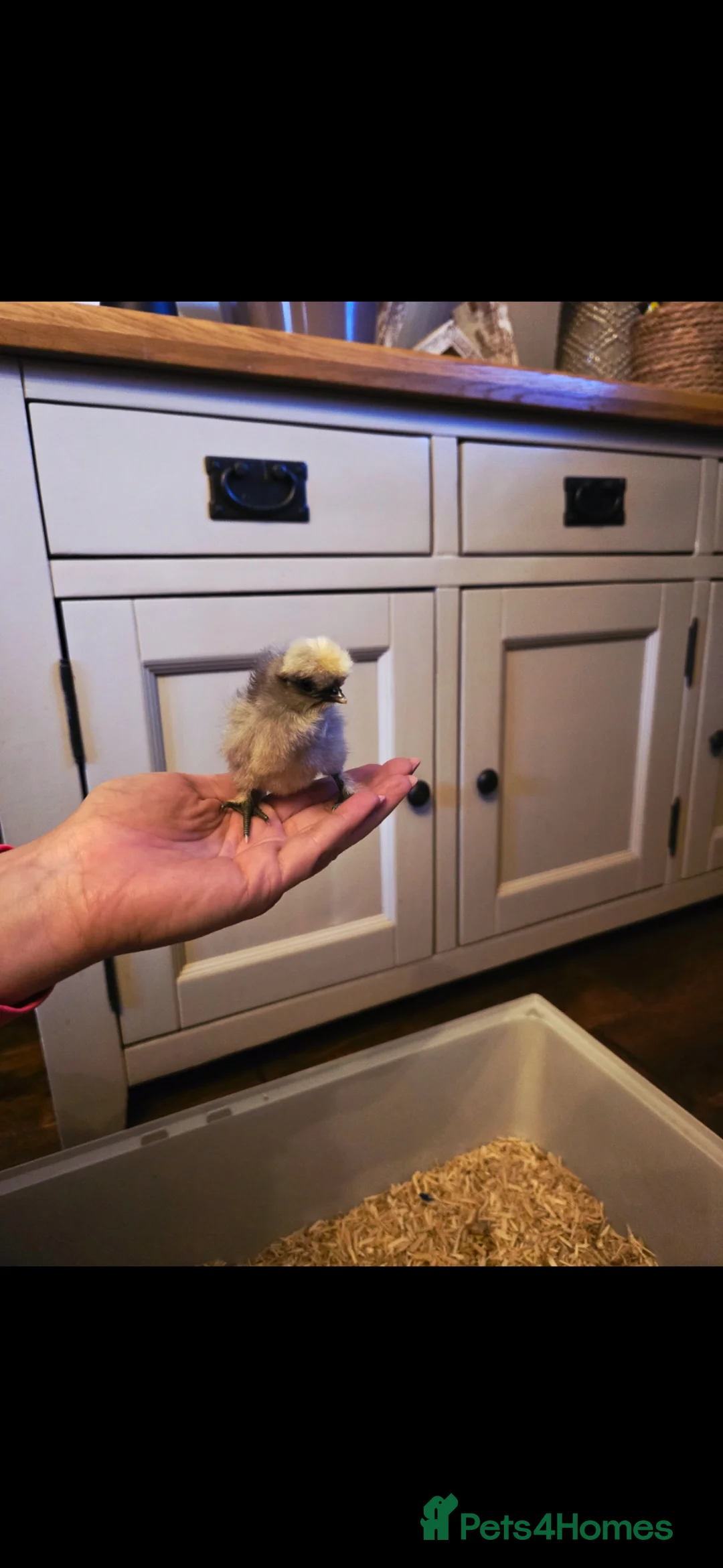 Chickens poultry for sale: **🐣 Silkie/Polish mixed chicks for sale 🐣** - Advert 2