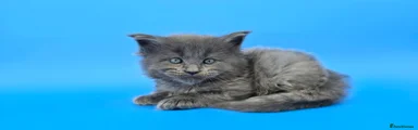 Maine Coon Kitten 3