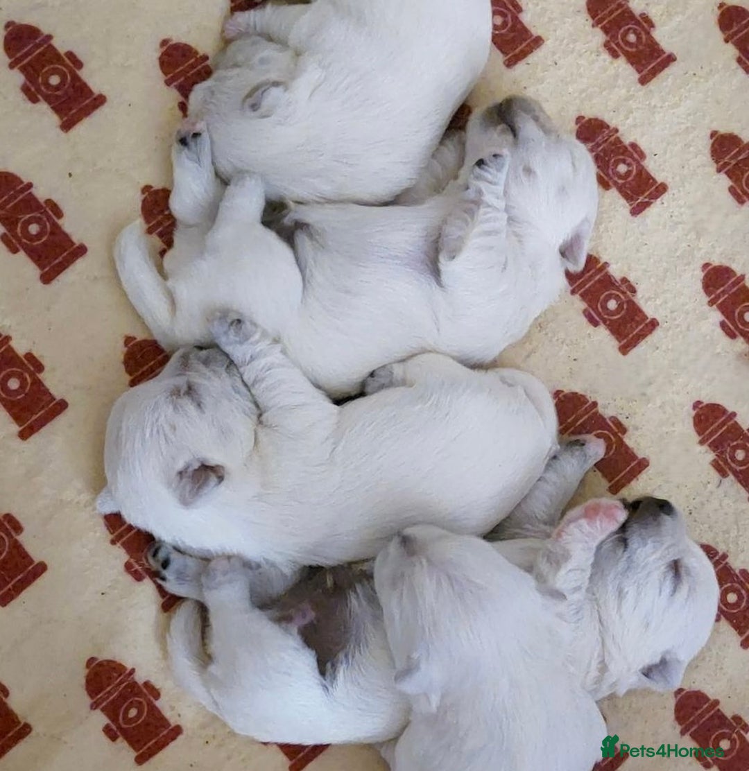 West Highland Terrier dogs for sale: KC Reg & Health Tested West Highland Terrier Pups - Advert 2
