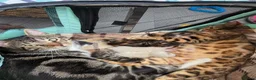 Bengal cats for sale: Bengal kittens  - Advert 14