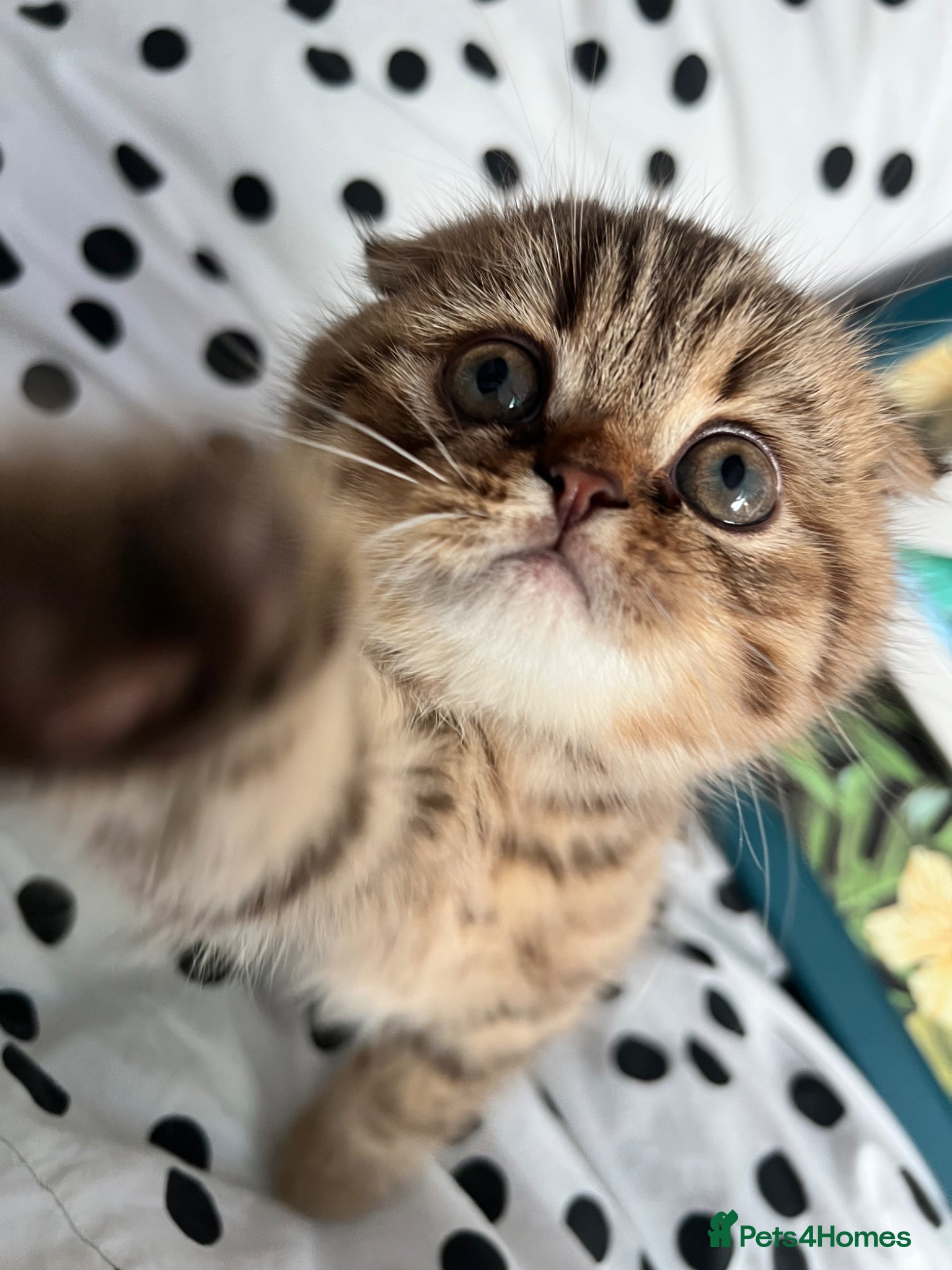 Scottish Fold cats LAST ONE Adorable Scottish Fold kittens 🐈‍⬛  - Advert 10