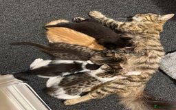 Mixed Breed cats for sale: For Sale: 5 Adorable Male Kittens 🐾 - Image 4