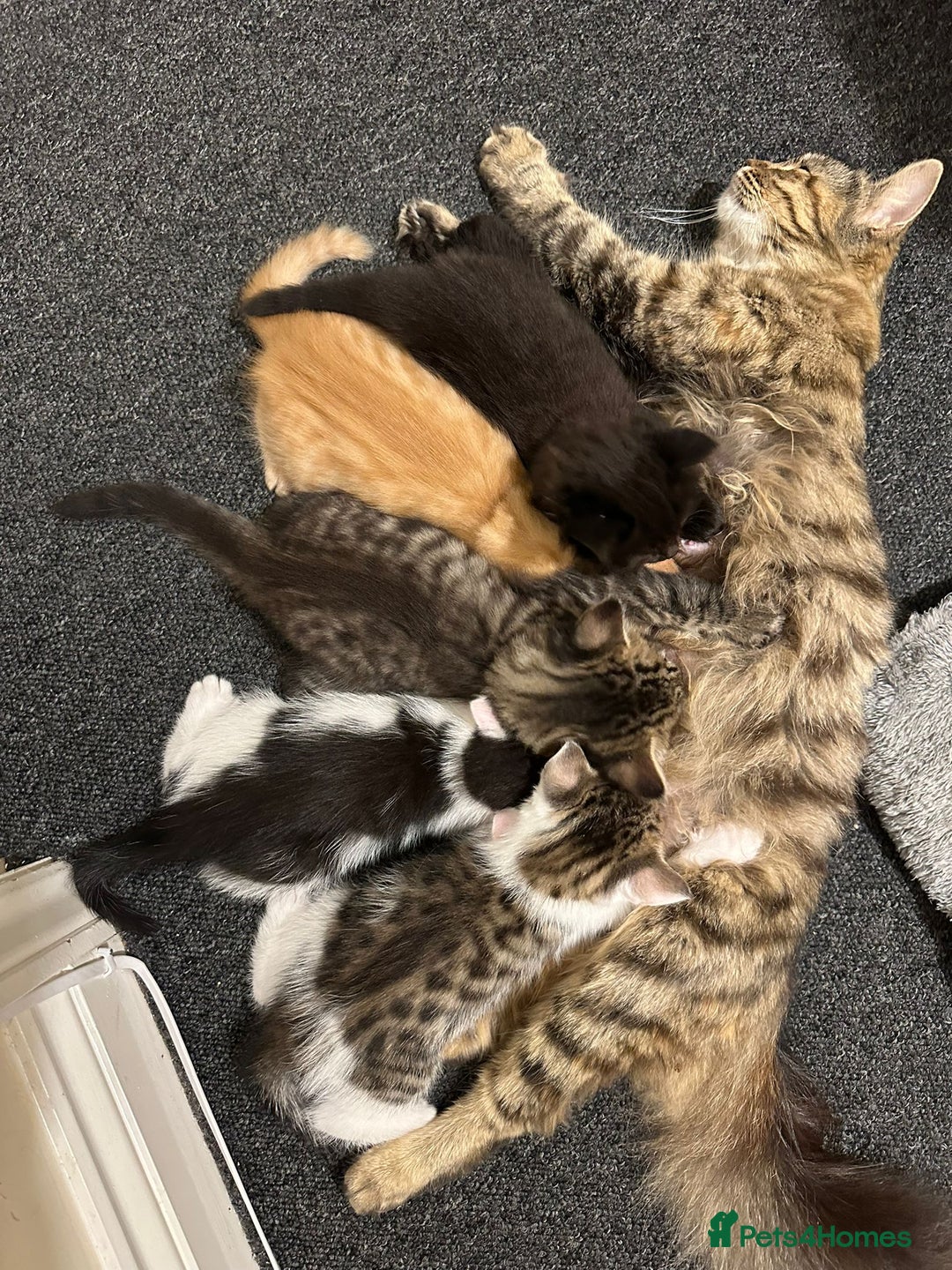 Mixed Breed cats for sale: For Sale: 5 Adorable Male Kittens 🐾 - Image 4