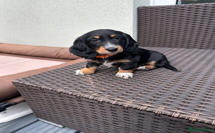 Dachshund dogs - Advert 12