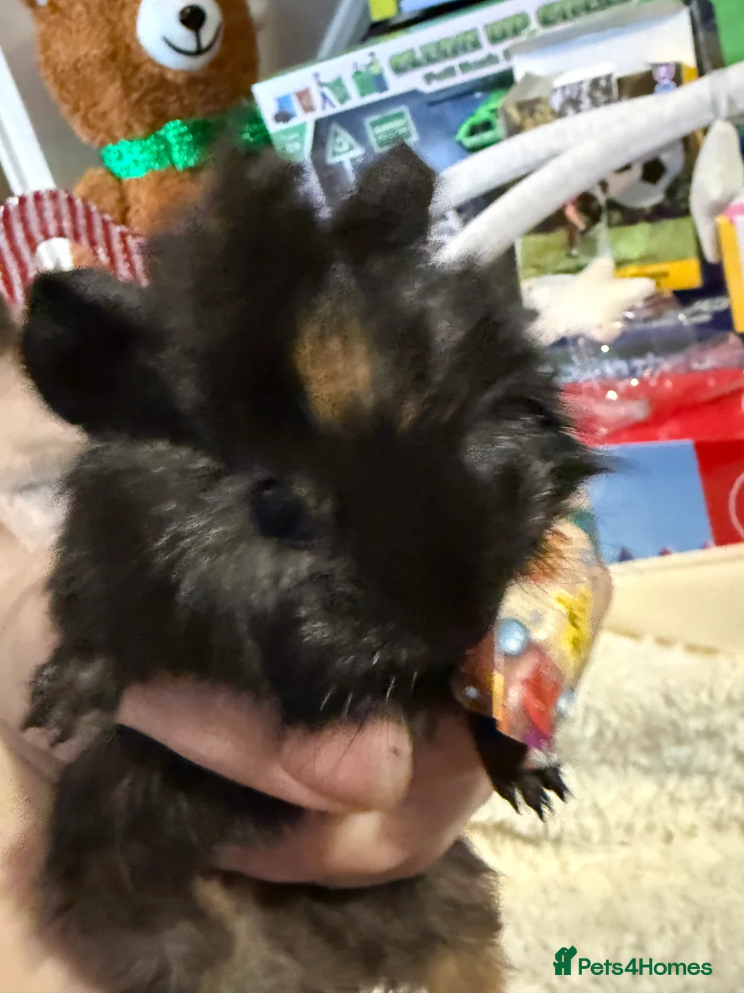 Guinea Pig rodents for sale: Baby Guinea pigs  - Advert 9