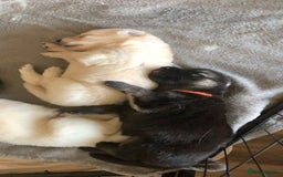 German Shepherd dogs for sale: Stunning litter of German shepherds  - Image 17