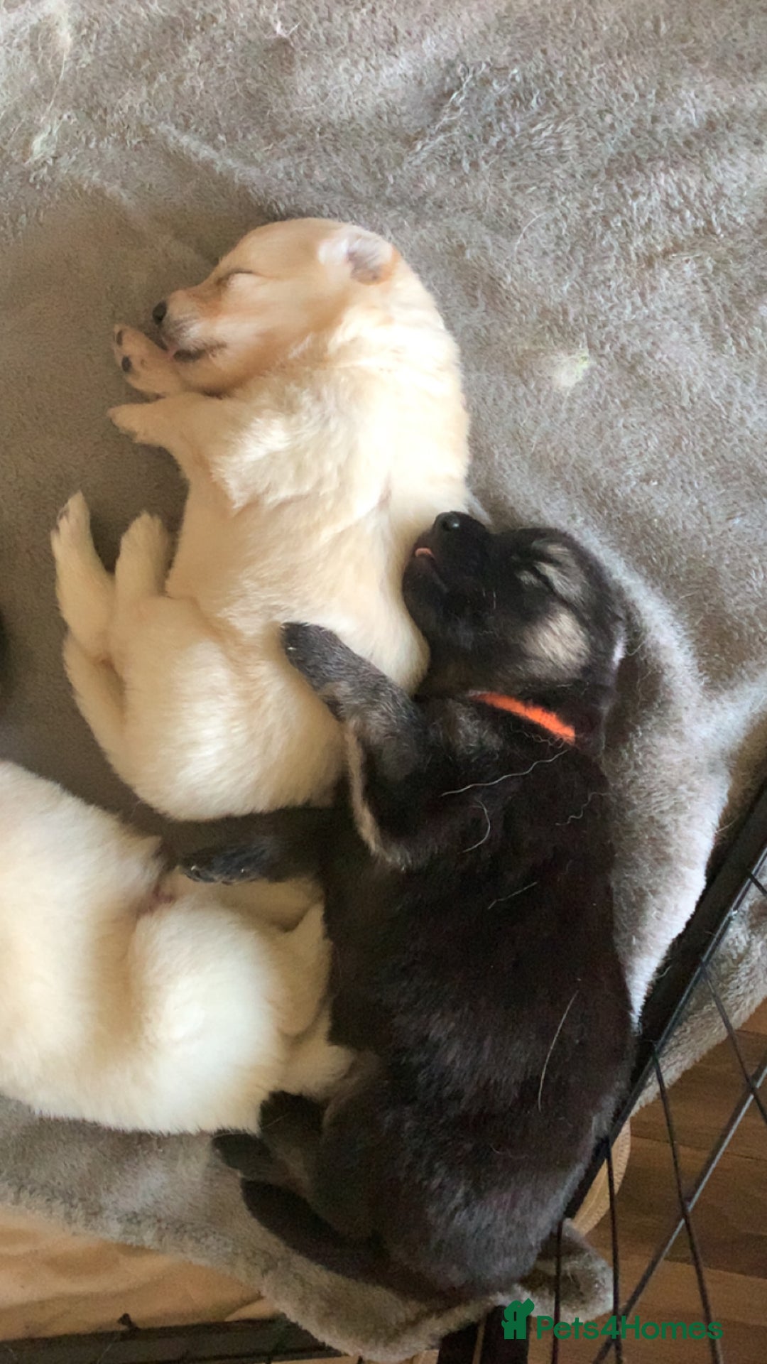 German Shepherd dogs for sale: Stunning litter of German shepherds  - Image 17