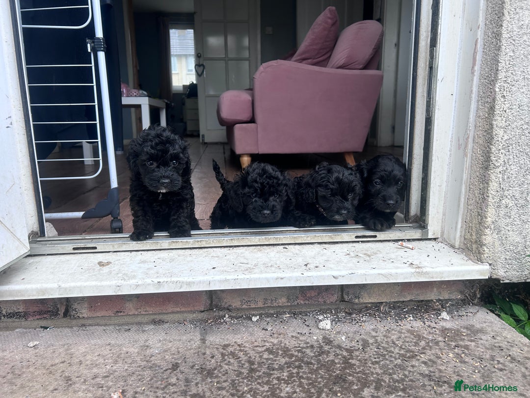 Cockapoo dogs for sale: 5 black cockapoos - Image 17