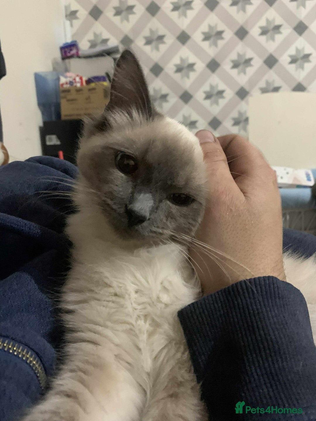 Ragdoll cats for sale: male 2 year old ragdoll - Advert 4