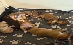 Cocker Spaniel dogs for sale: 1 stunning little boy cockerspaniel  - Image 18