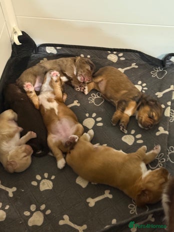 Cocker Spaniel dogs - Advert 7