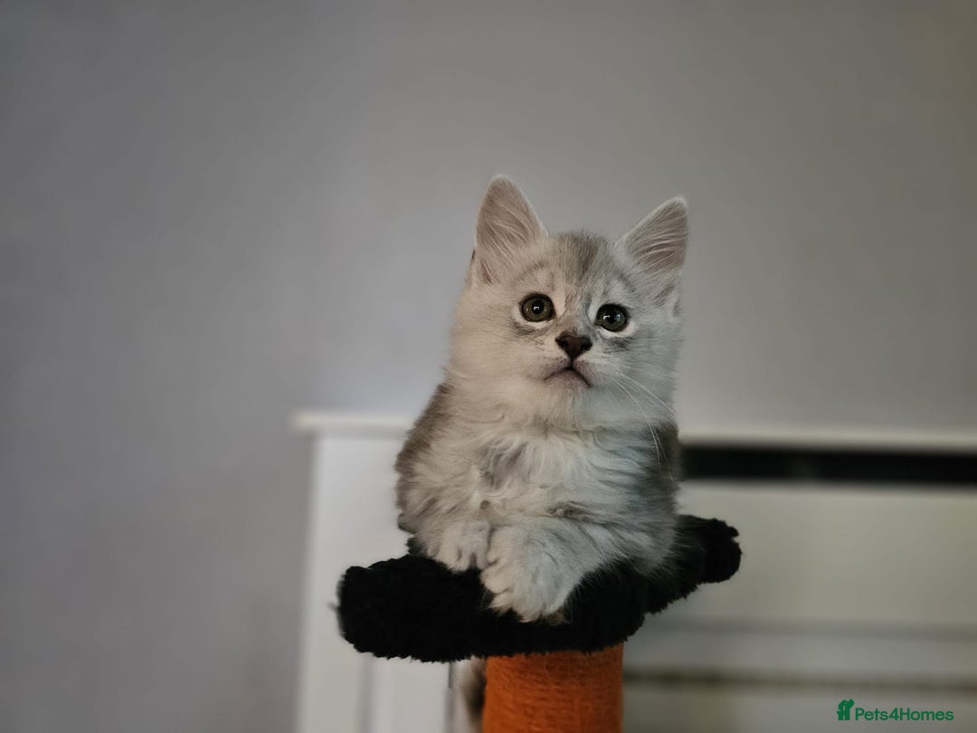 Maine Coon cats for sale: TICA PEDIGREE MAINE COON SHADED KITTENS AVAILABLE - Advert 26
