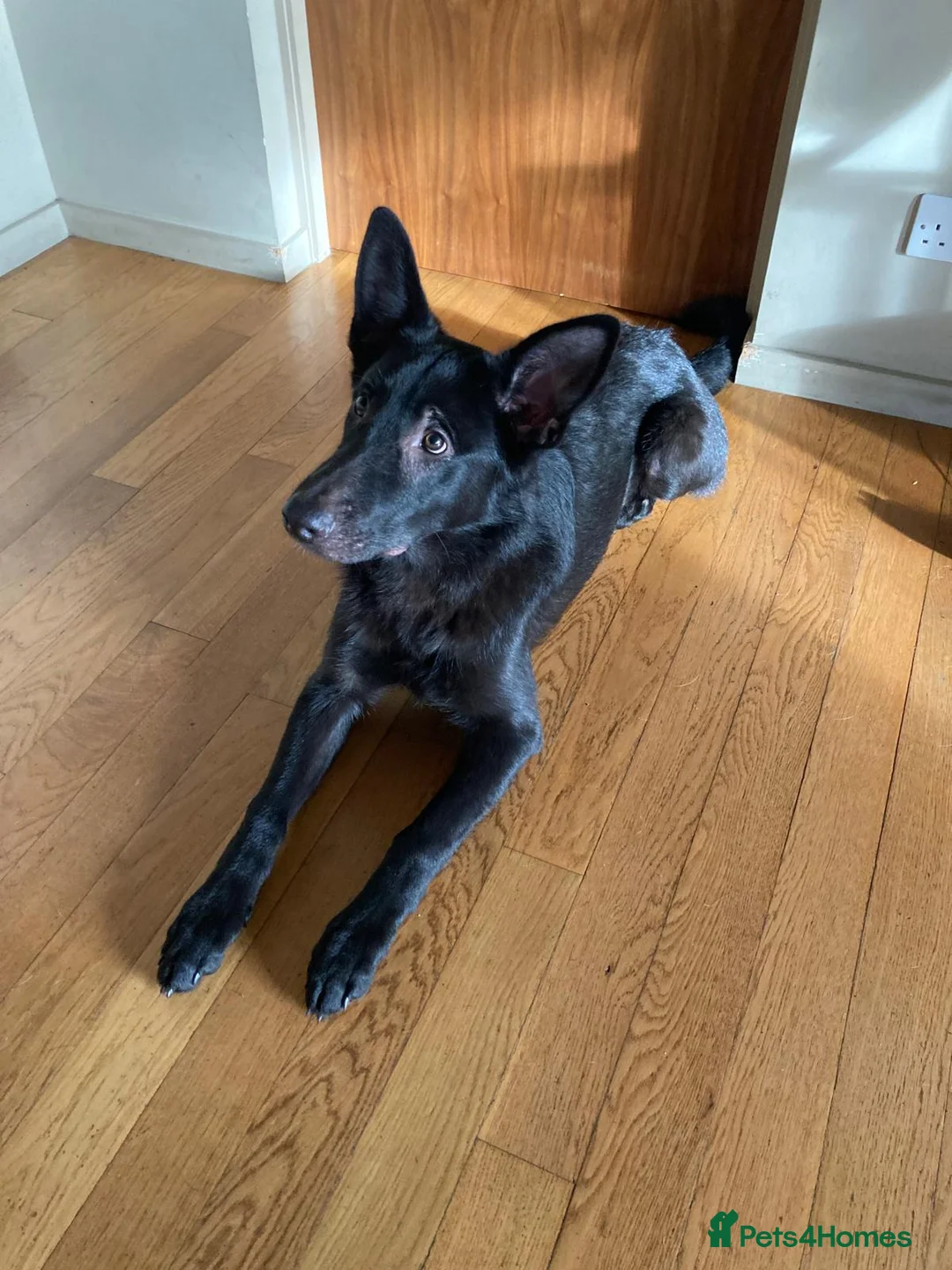 German Shepherd dogs for sale: Black German Shepherd - Advert 2