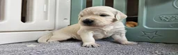 Golden Retriever dogs for sale: Outstanding Kc registered Golden Retriever puppies - Advert 22
