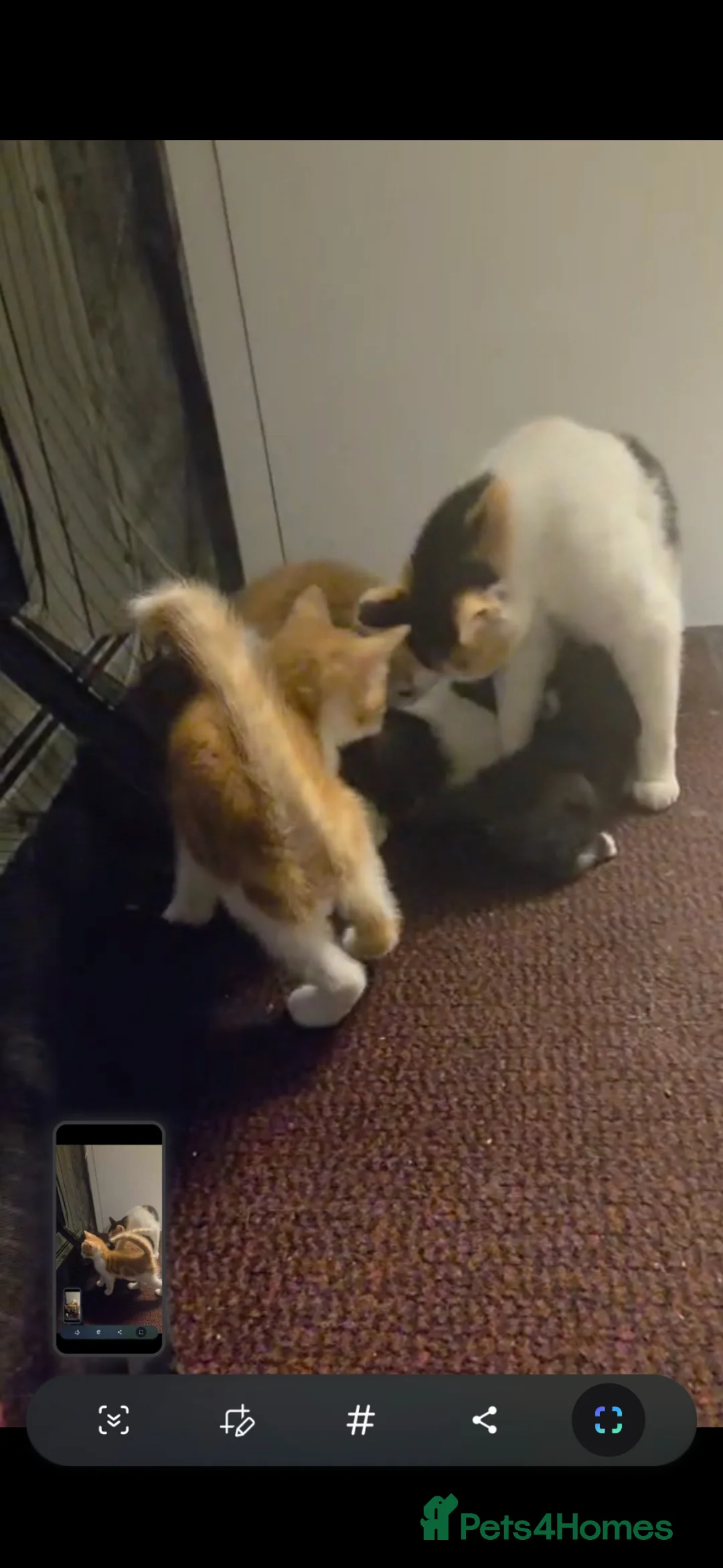 Mixed Breed cats for sale: 🐾 Adorable Kittens Looking 4 Their Forever Homes  in Coulsdon - Advert 2