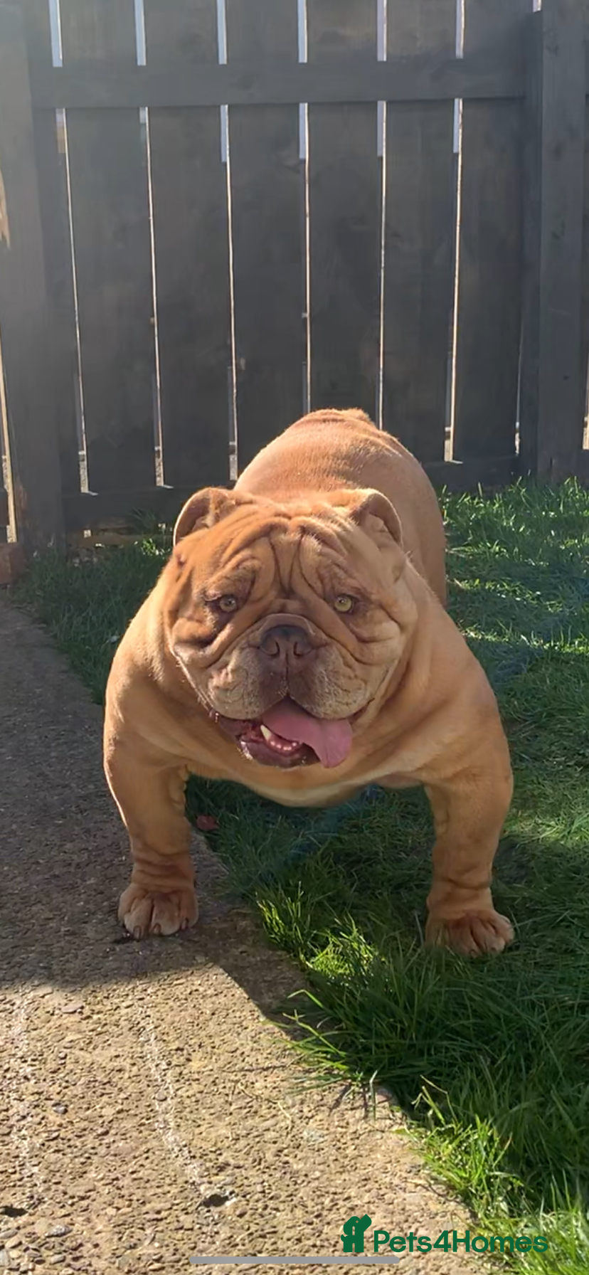 English Bulldog dogs Fluffy carrier British bulldog stud  - Advert 8