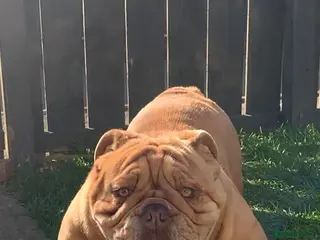 English Bulldog dogs Fluffy carrier British bulldog stud - Advert 8