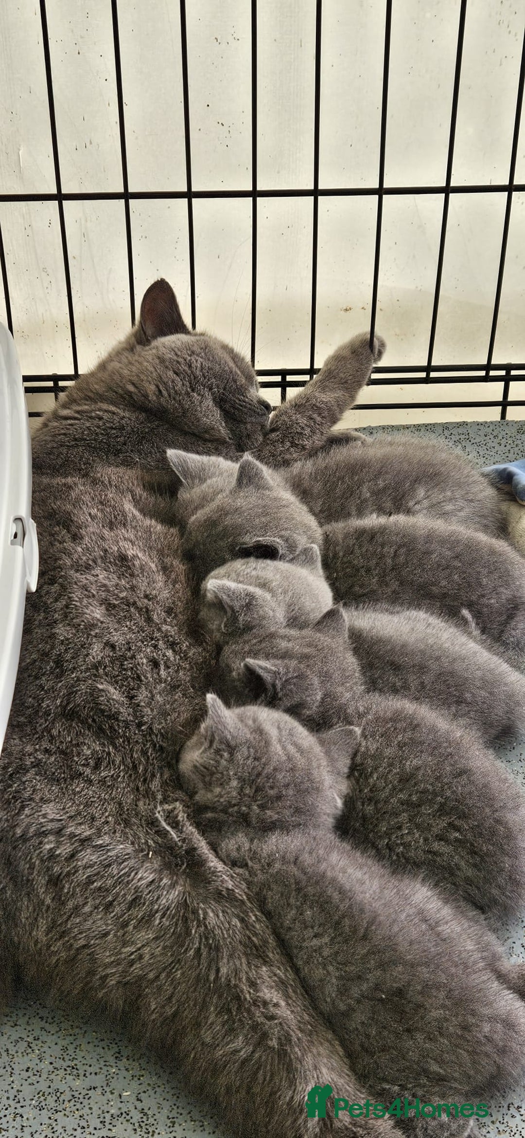 British Shorthair cats for sale: British Shorthair Kittens - Image 4