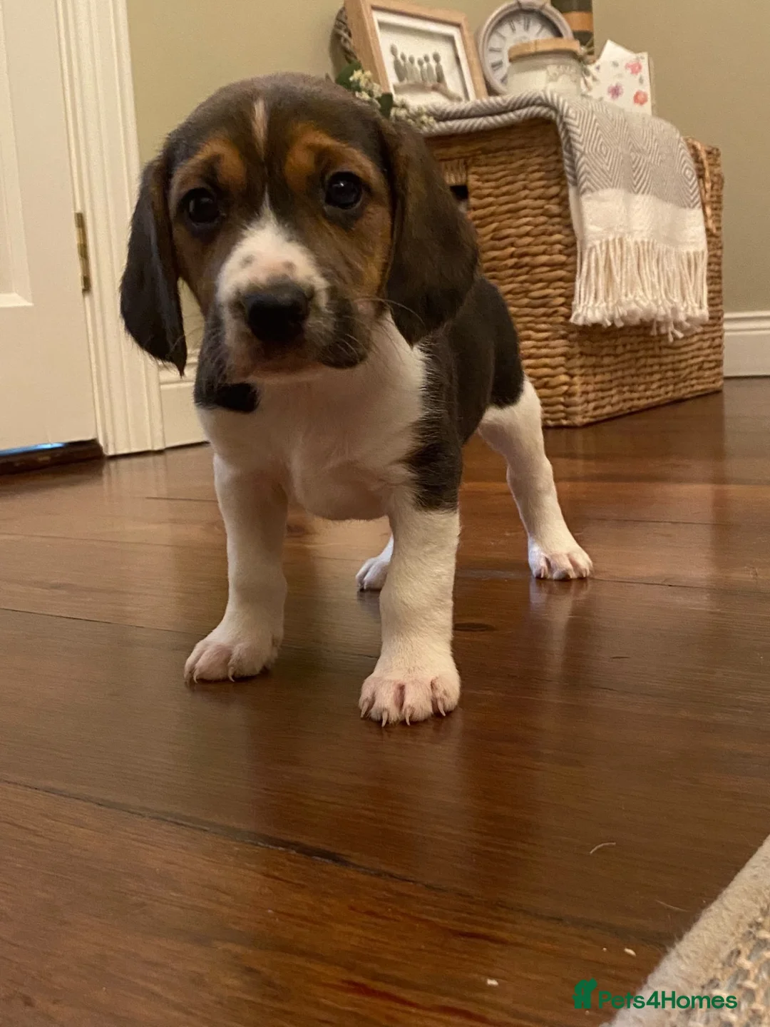 Beagle dogs for sale: Beagle pups - Advert 2