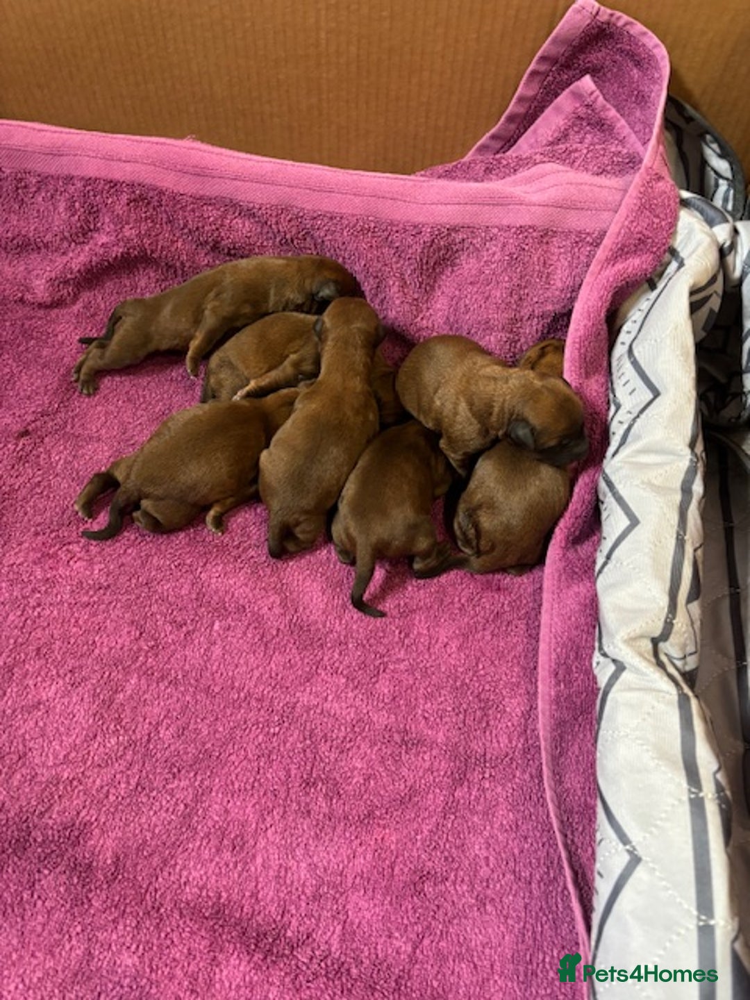 Irish Terrier dogs for sale: Irish Terrier Puppies - Image 10