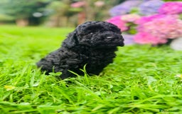 Cavapoo dogs for sale: Cavapoo  - Image 18