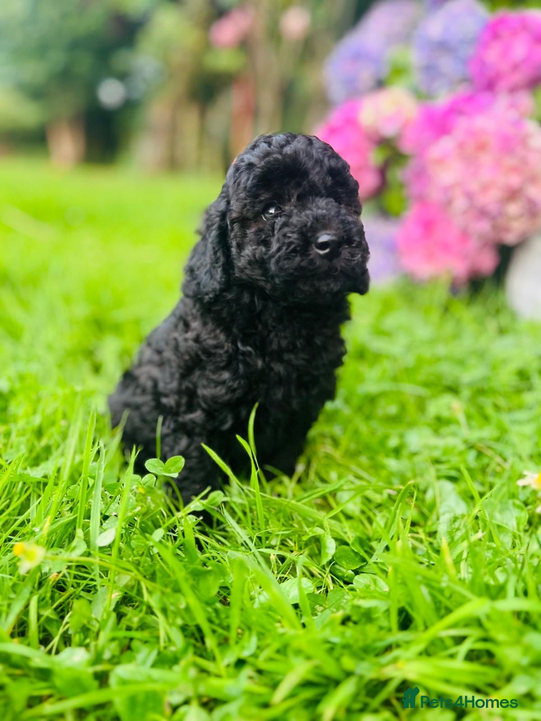 Cavapoo dogs for sale: Cavapoo  - Image 18