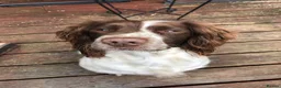 English Springer Spaniel dogs for sale: English Springer Spaniel pups for sale! - Advert 2